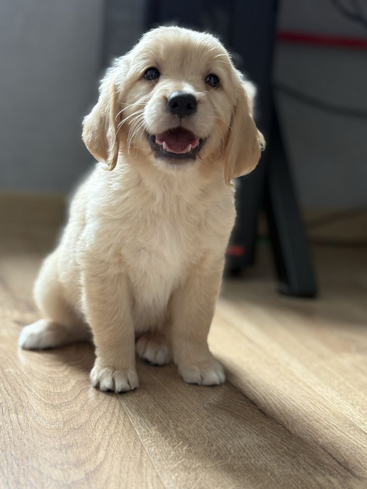 Golden retriever suczka