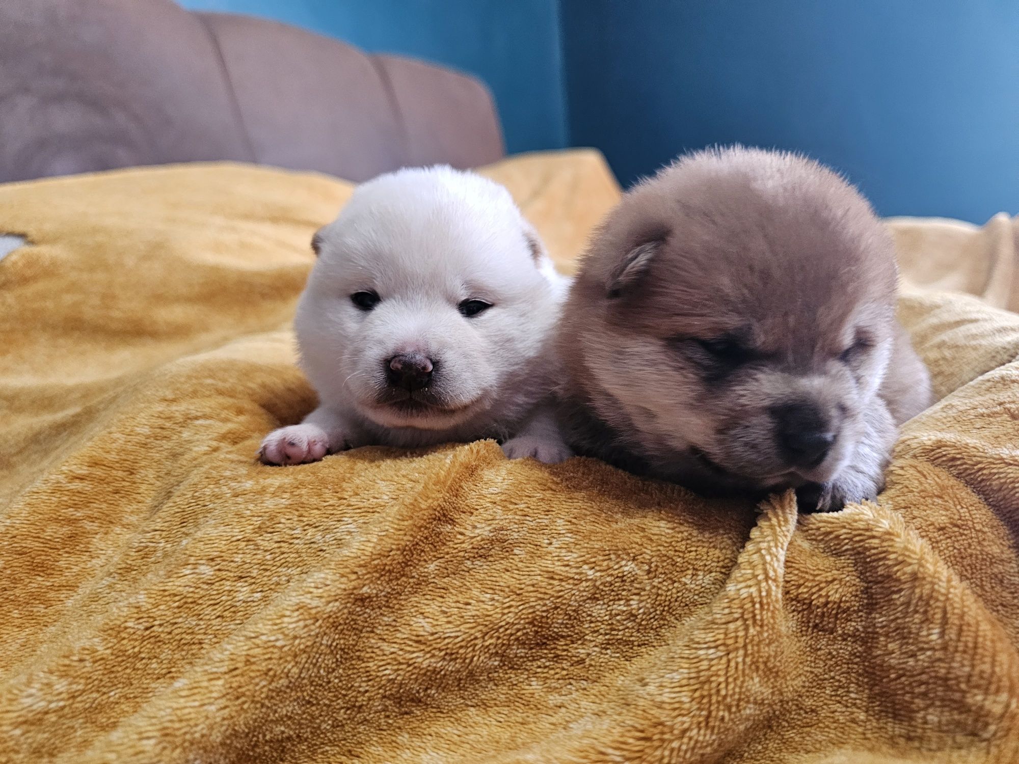 Shiba inu szczenię ZKWP FCI doskonały rodowód