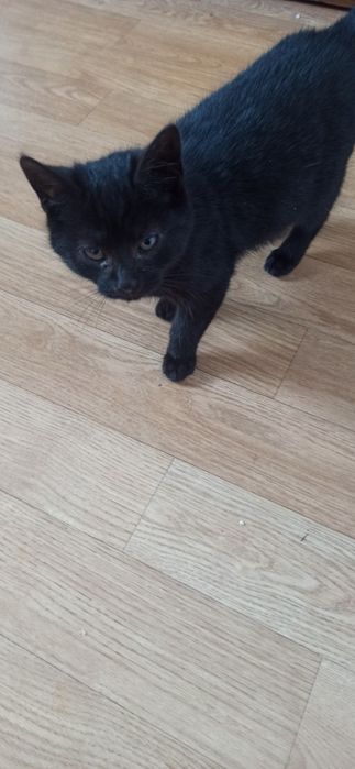 Oddam kotka w dobre ręce