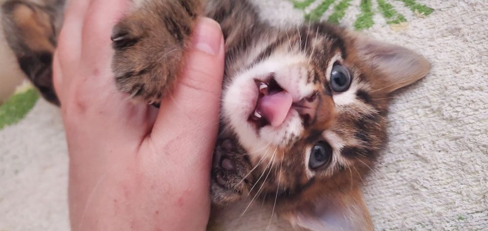 Передержка котов