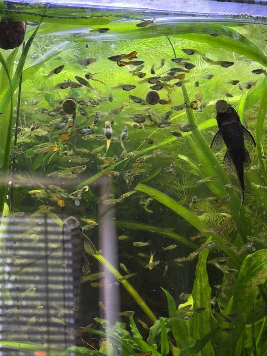 Gupiki z własnej hodowli amatorskiej