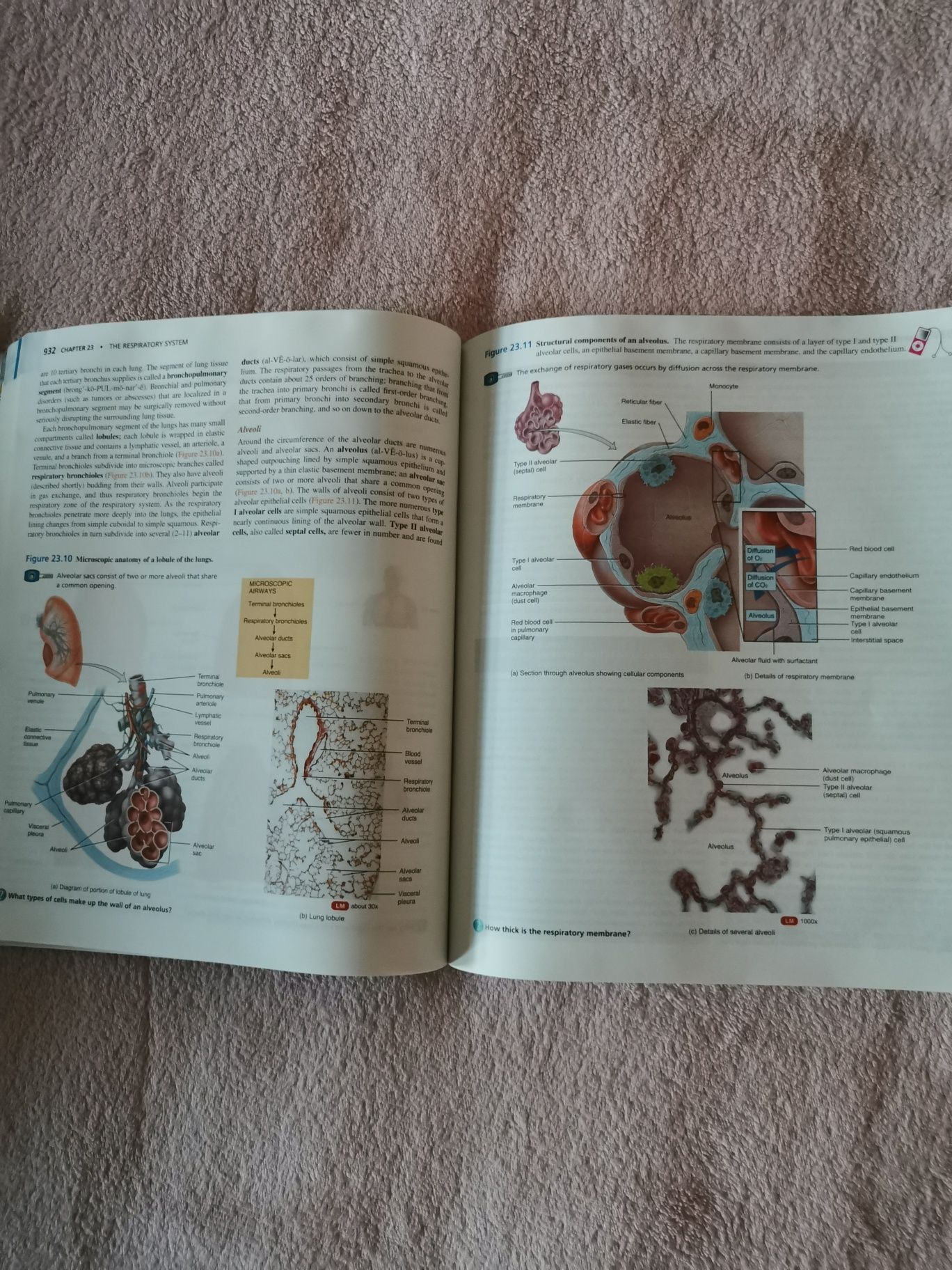 Principles of anatomy and physiology Tortora Derrickson 13th edition