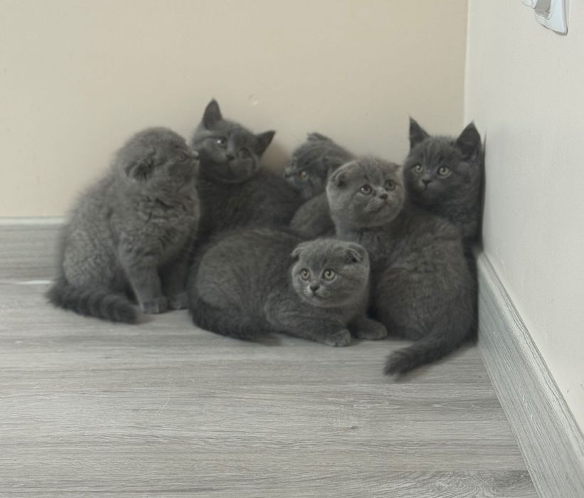 Koty Brytyjskie krótkowłose