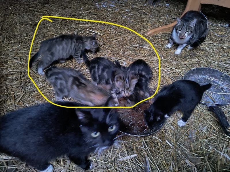 Oddam za darmo 4 kotki