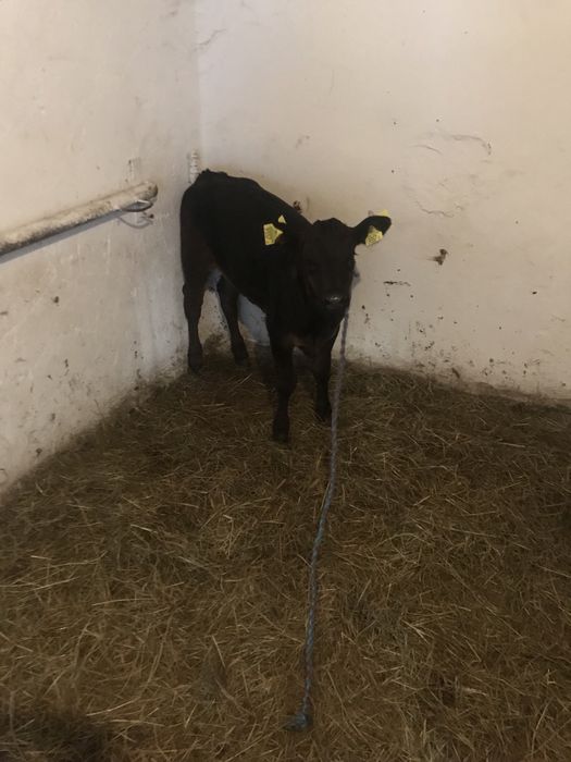 Skup Bydła Krowy Byki Jałówki Cielęta Odsadki