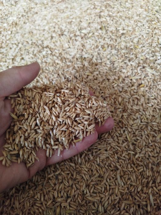 Owies nagi, nagonasienny, bez łuskowy