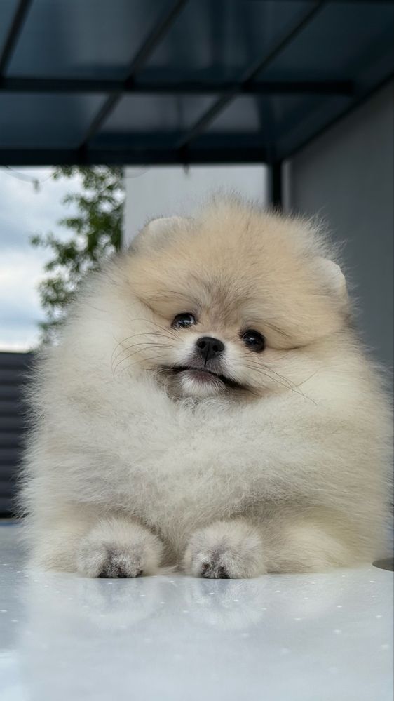 Шпицы померанцы тип мишка