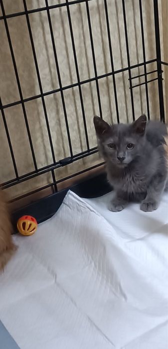 Отдам котенка мальчика