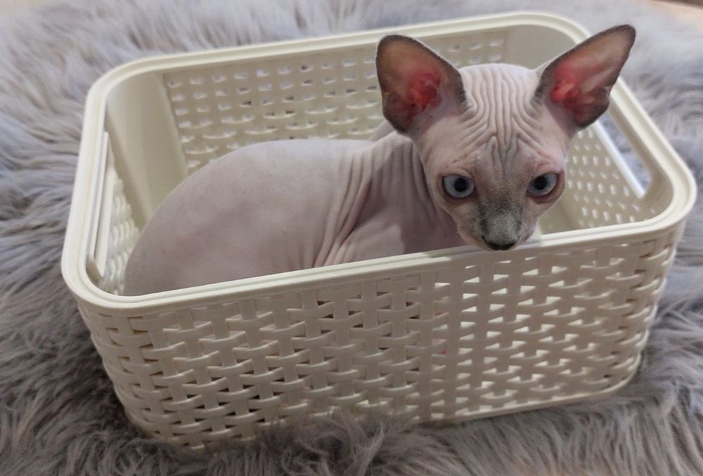 Канадские Сфинксы и Эльфы котята мальчики и девочки.