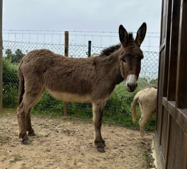 Vendo este burro 30€