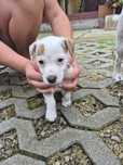 Jack  Russell Terrier sunia