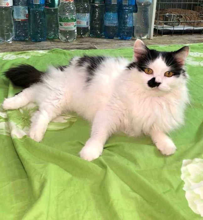 Шикарный красавчик, котик Матрос , около 5 годиков, ДОБРЯК!