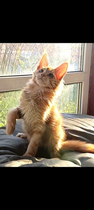 Мейн-кун, хлопчик