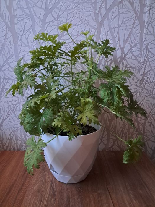 Kwiaty domowe różne