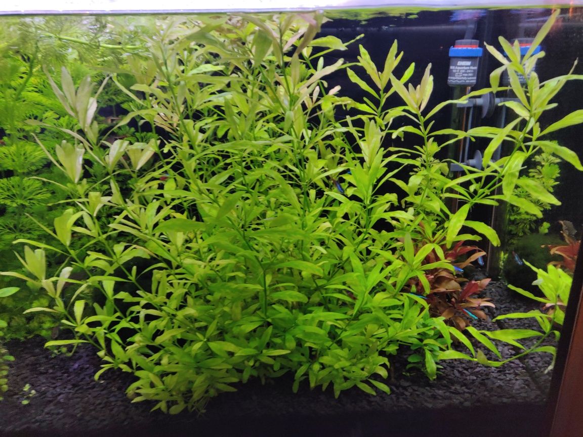 Rośliny akwariowe Hygrophila Polysperma