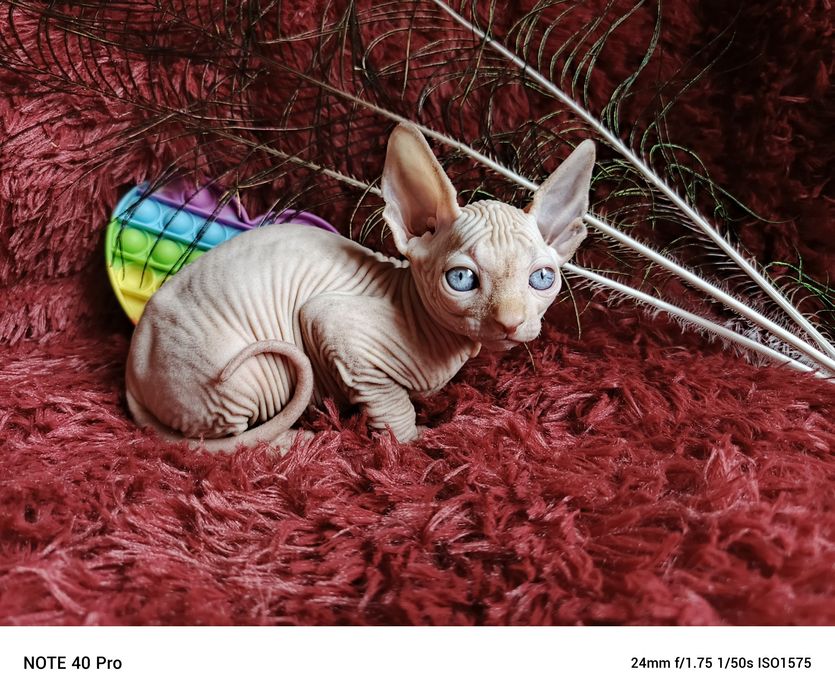 Свободны три котика канадский сфинкс