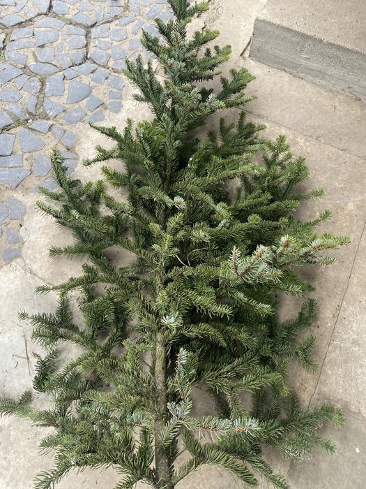 Пишні гілки ялинок