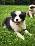 Border Collie Czarno Biała Suczka