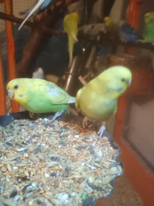 Papugi faliste 15zł sztuka !!!