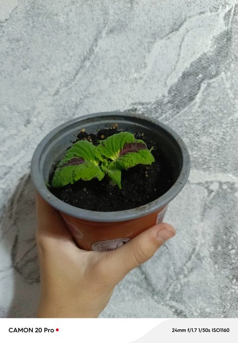 Продам колеуси за 60 грн повна предоплата