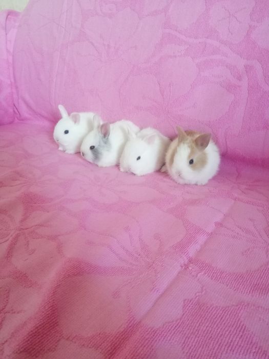 Króliczki karzełki króliczek karzełek