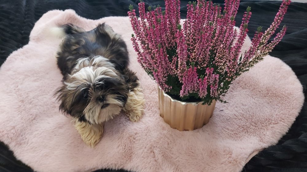 Śliczny wesolutki Piesek shih tzu