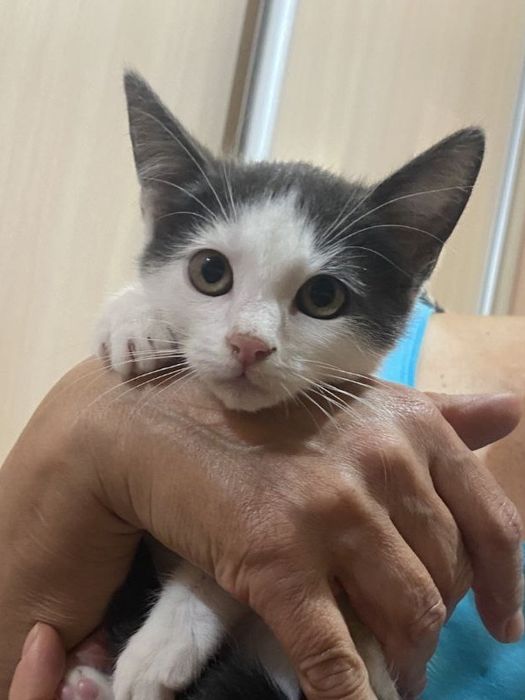 Кошеня хлопчик  красивий  2, 5 міс в добру родини