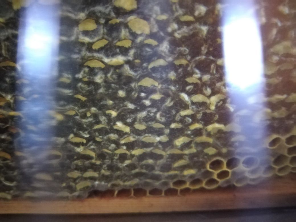 Favos de mel natural e biologico