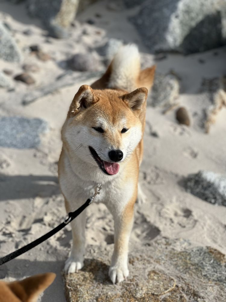 Samczyk Shiba inu