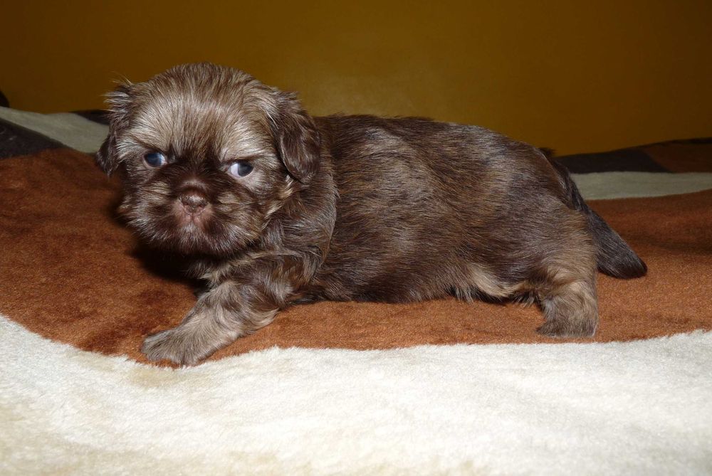 Shih Tzu, piesek Grafi do odbioru od 18 października.