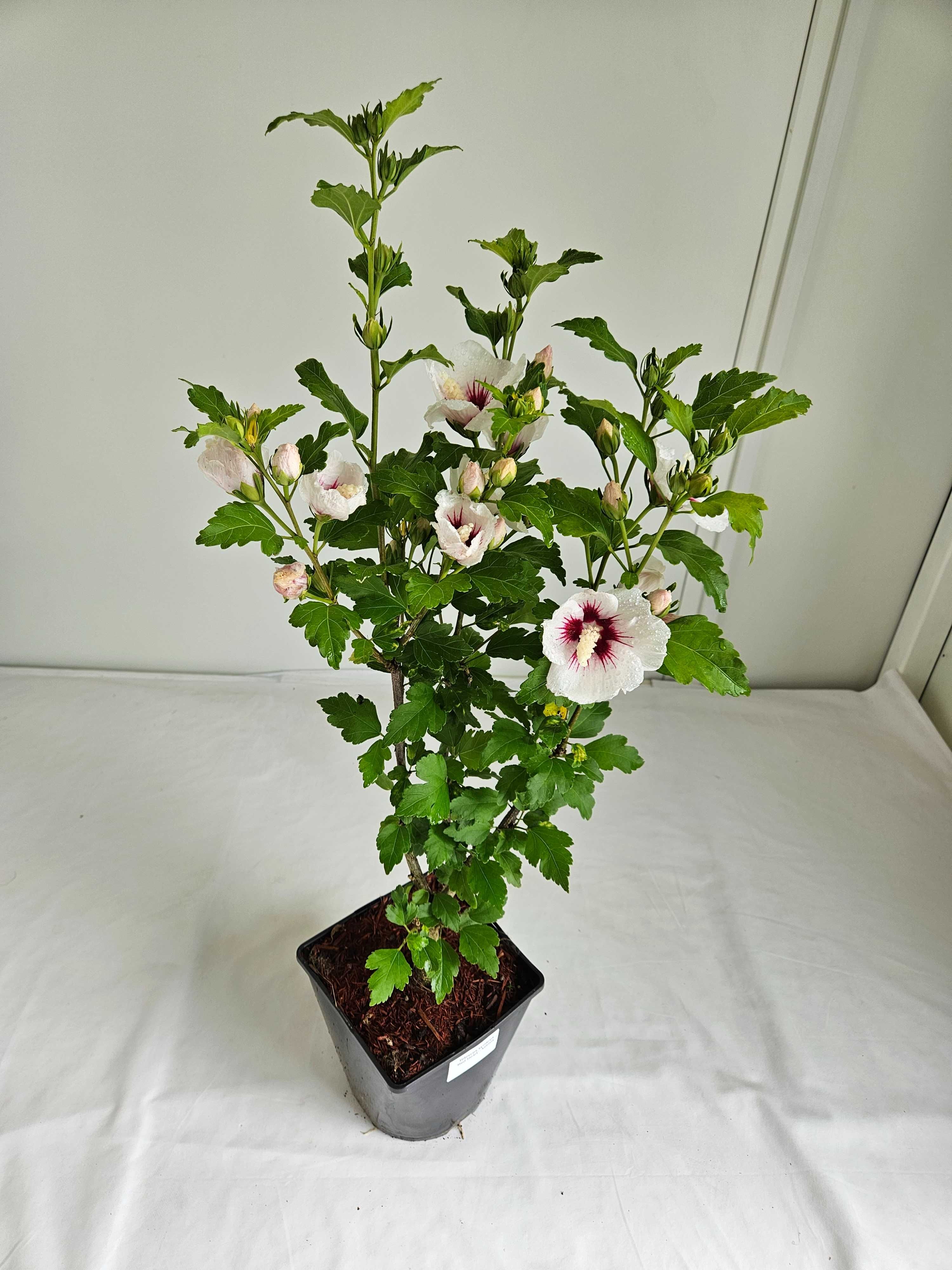 Hibiskus Red Heart 60cm – biały krzew z czerwonym środkiem C3