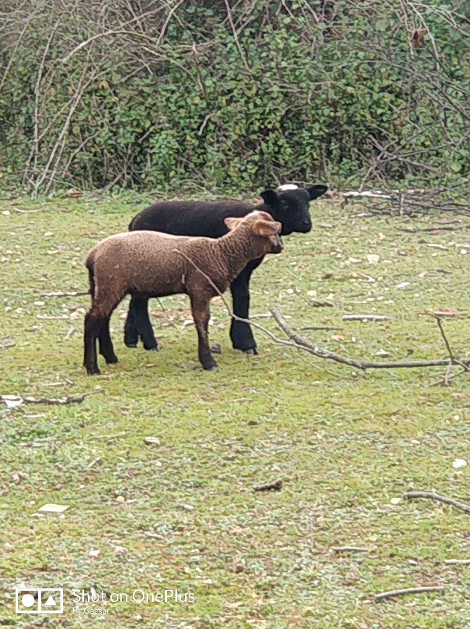 Casal borregos novos