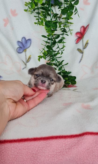 Excelente mini menina semi pelo Chihuahua/Chiuaua de Qualidade