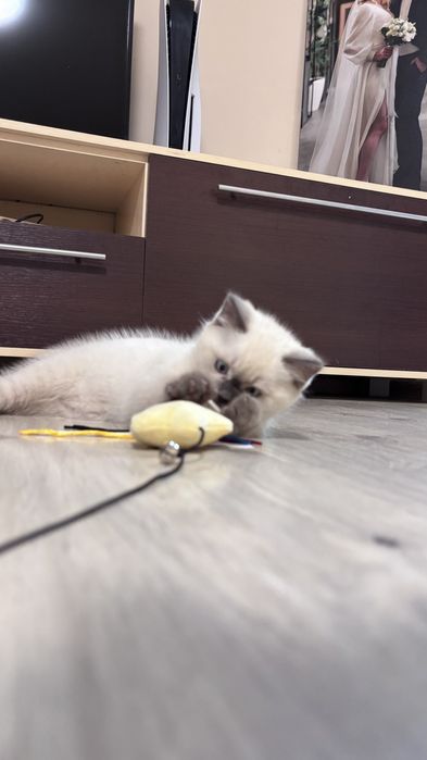 Британське кошеня