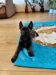 Owczarek belgijski malinois