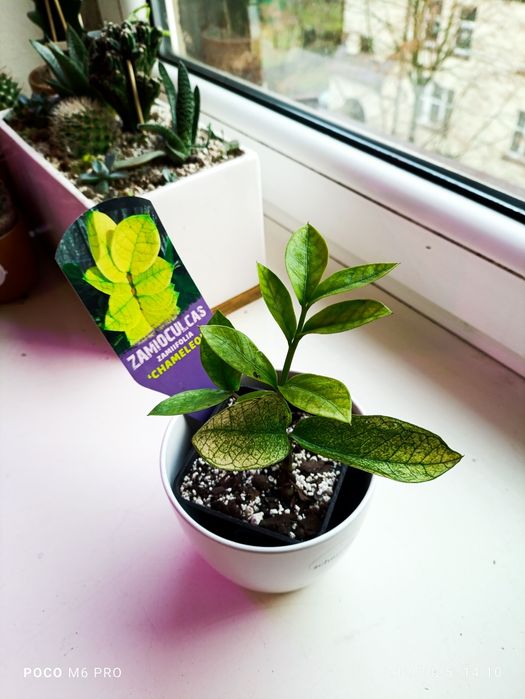 Zamiokulkas Chameleon nr 6