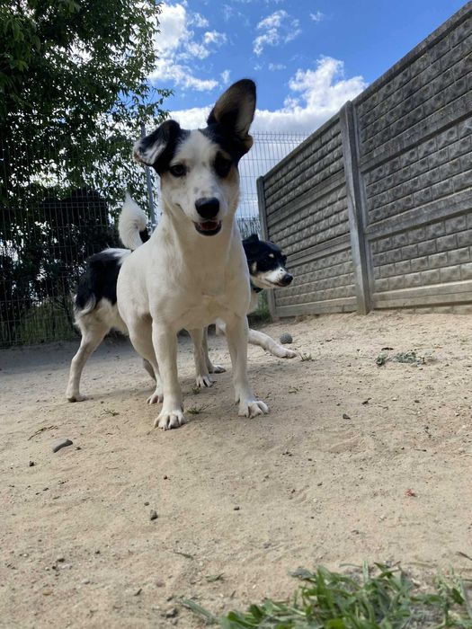 SMYK pies lękliwy adopcja schronisko