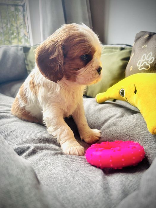 Cavalier King Charles Spaniel Alma
