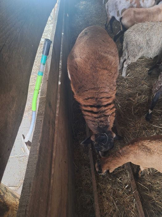 Baran Bergschaft Zamiana