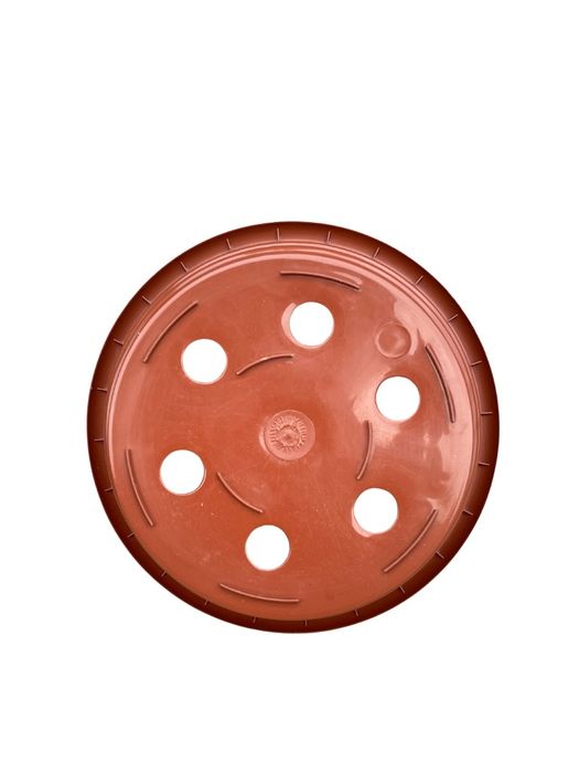 Chryzantemy  misy fi 21