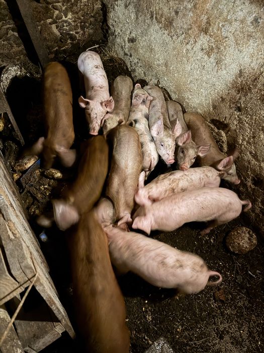 Vendo leitões boa qualidade