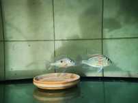 Ziemiojad Geophagus sveni