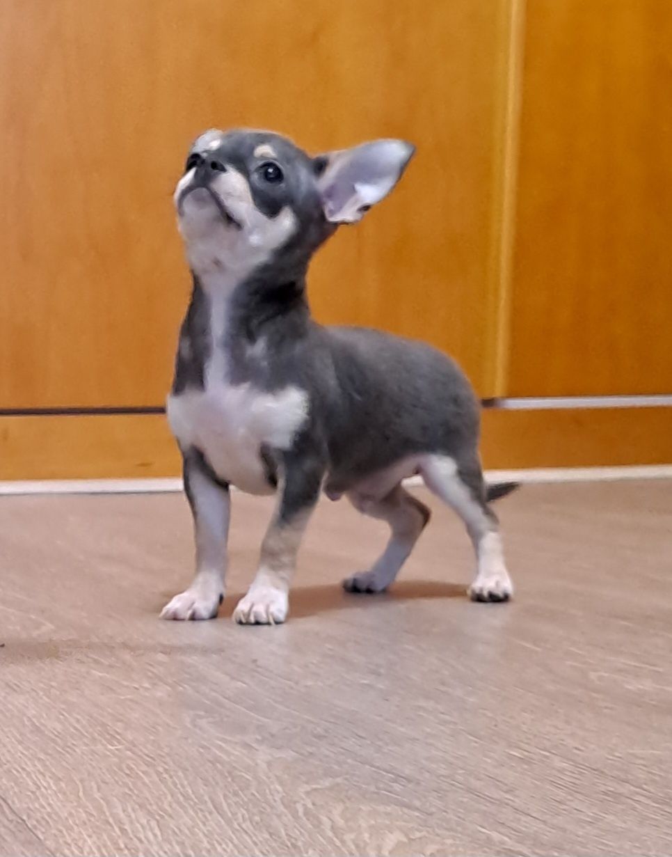 Chihuahua macho, linhagem russa, de pelo curto, com LOP