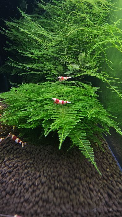 50x Red Bee PRL Krewetki Caridina