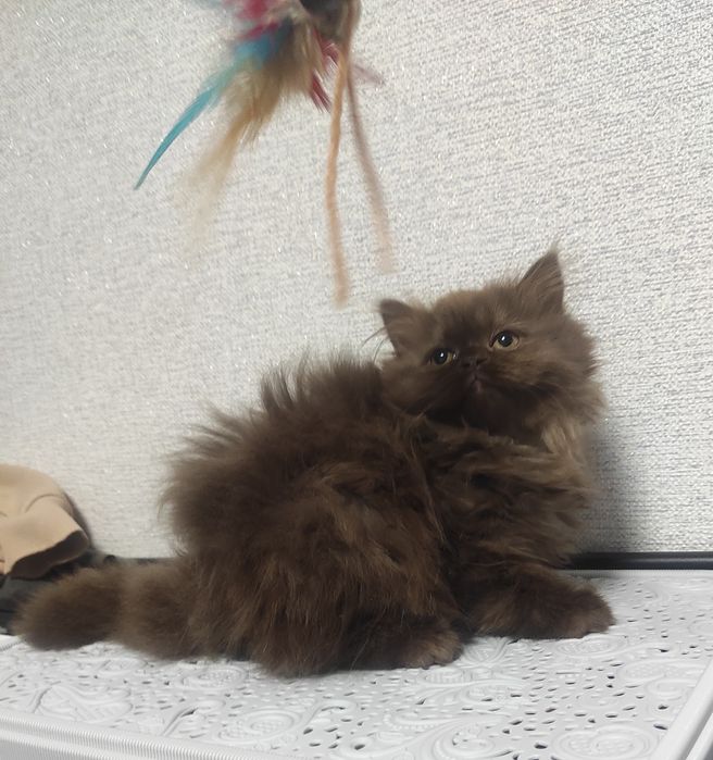 Клубна реєстрація, шотландське кошеня шоколад дівчинка