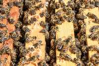 Exames de abelhas