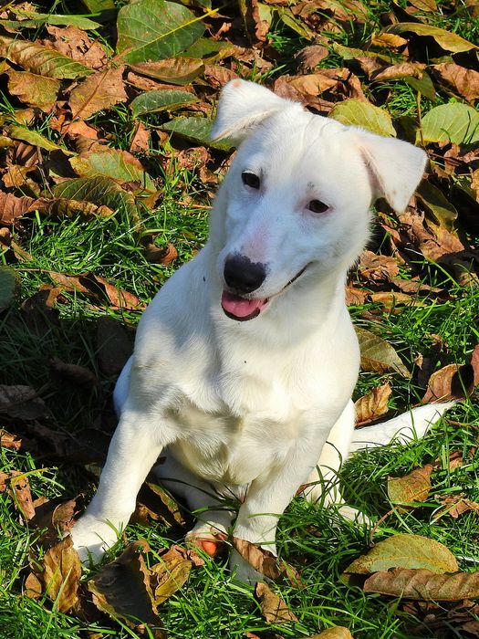 Śliczny piesek Jack Russell Terrier