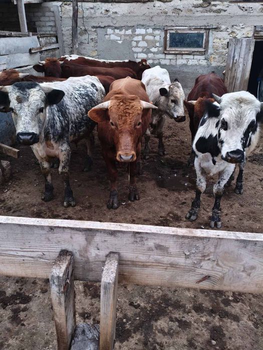 Продам Быков Живым весом