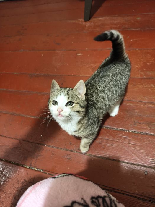 Віддам кота в хороші руки