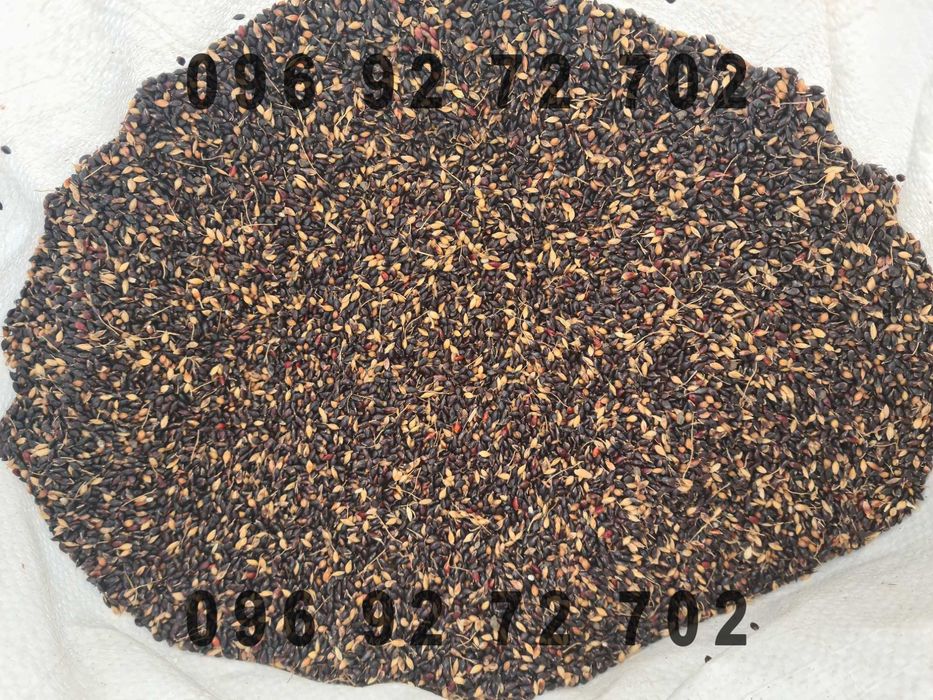 Насіння Суданської трави та Люцерни від виробника!